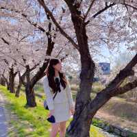 다가오는 봄 가기 좋은 대전 벚꽃 스팟 추천🌸