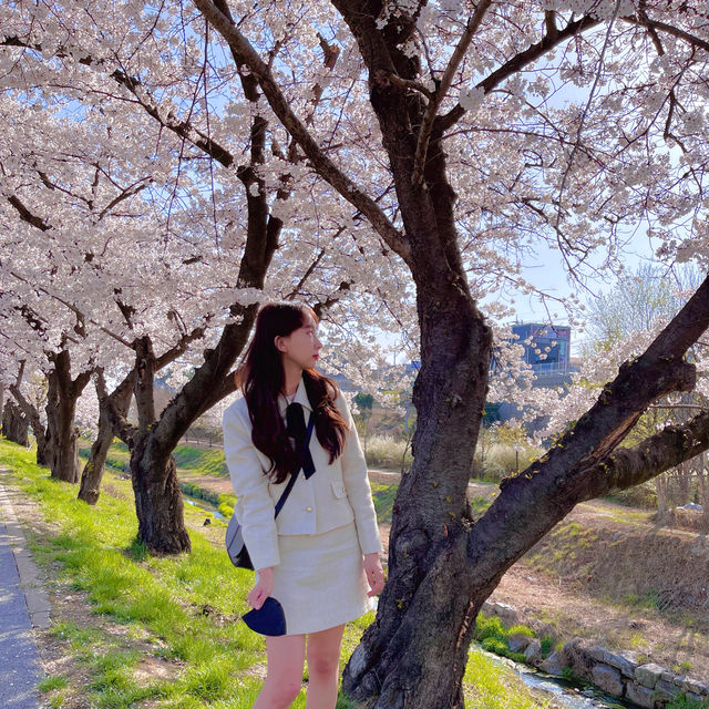 다가오는 봄 가기 좋은 대전 벚꽃 스팟 추천🌸