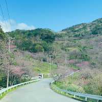 【櫻花2024】花咲山公園：粉色花朵綻放，帶你回憶神話般的山景