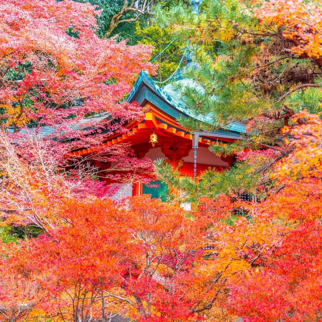 วัดพรมแดง ที่สวยมากๆในฤดูใบเปลี่ยนสีของญี่ปุ่น