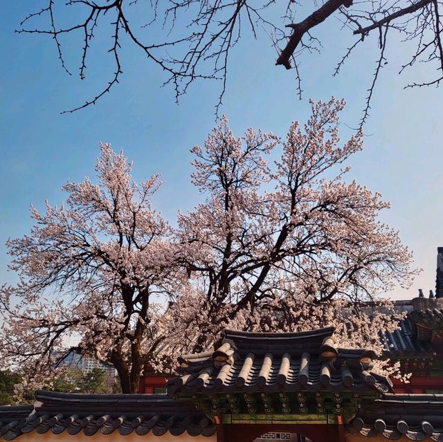 Discovering Seoul's Cherry Blossom Hotspots