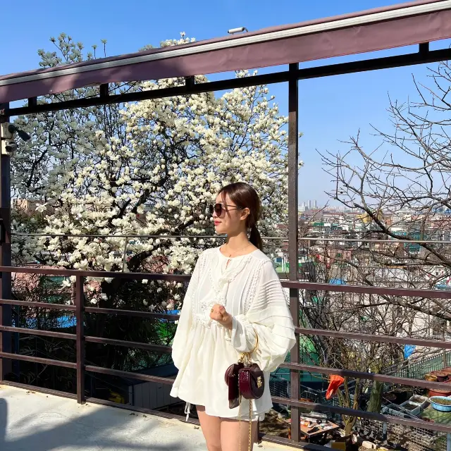 Magnolia Cafe in Full Bloom in Incheon