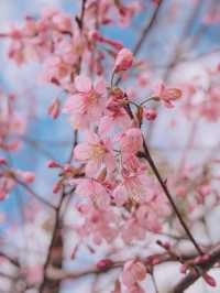 เชียงใหม่ก็มีดอกซากุระ 🌸