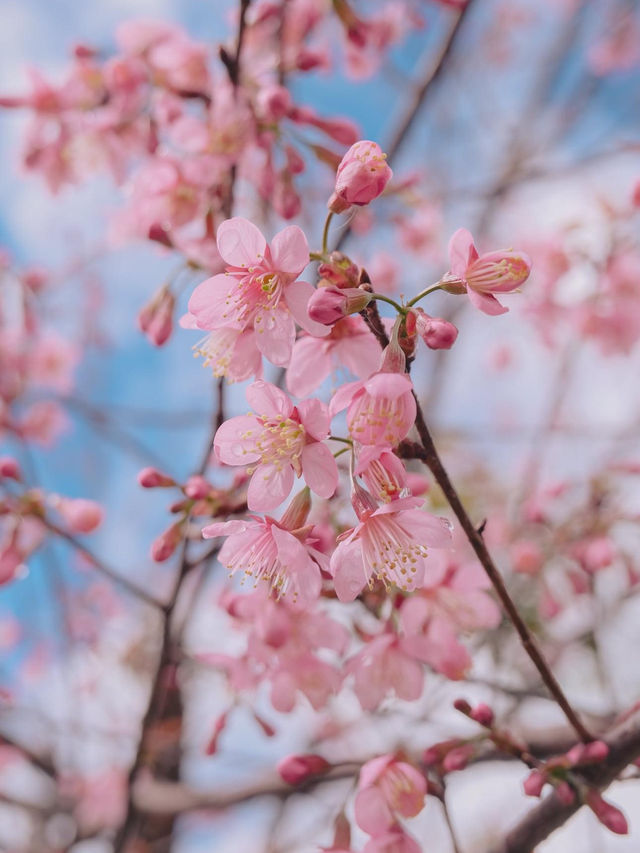 เชียงใหม่ก็มีดอกซากุระ 🌸
