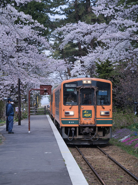 青森・桜】駅と列車と桜のコラボレーション🚃🌸穴場のエモいスポット