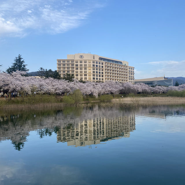 경주 여행은 벚꽃이 만개하는 봄에 가보자구요🌸