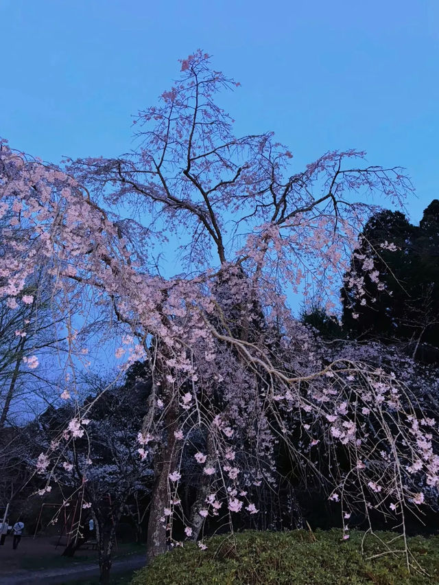 【千葉】今週末が見頃!!桜の名所100選の穴場お花見スポット