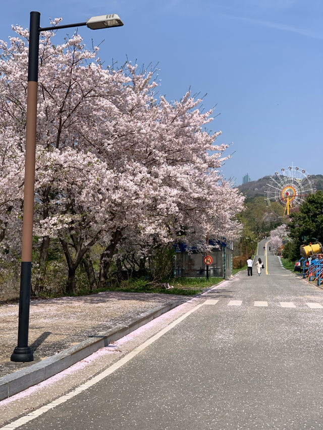 떠오르는 벚꽃 명소 김해가야랜드 