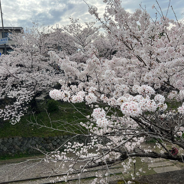 京都 哲學之道