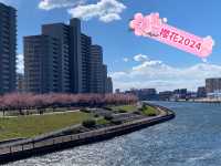 【東京人少賞櫻🌸地點】汐入公園🏞️人🧍‍♀️🧍少少，可以盡情影櫻花🌸