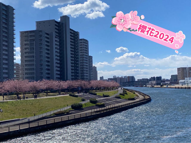 【東京人少賞櫻🌸地點】汐入公園🏞️人🧍‍♀️🧍少少，可以盡情影櫻花🌸