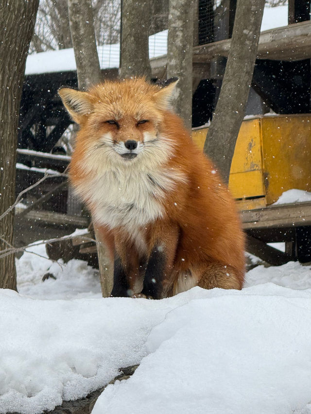 【宮城】100匹のキツネに会える!蔵王キツネ村🦊🌿日本