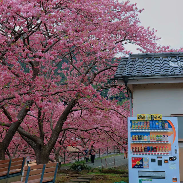 下田公園～櫻花盛宴
