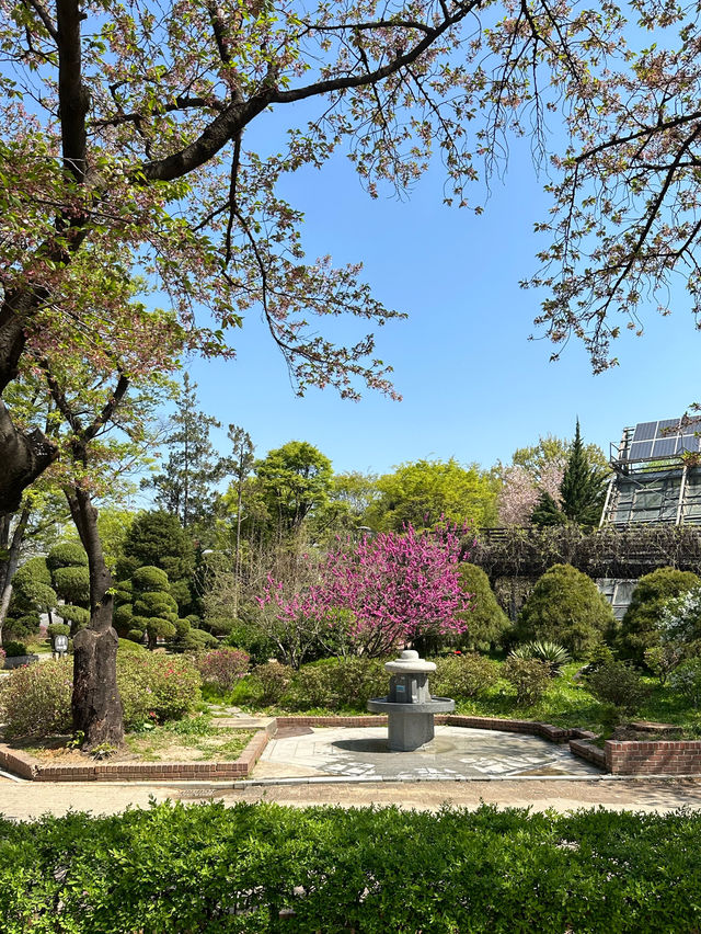 벚꽃이 팝콘처럼 활짝 핀 봄나들이 피크닉 명소 추천지!🌷