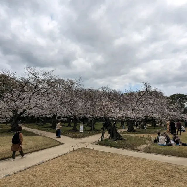 桜の季節の後楽園