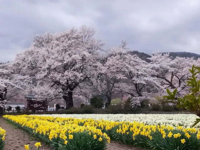 山高神代櫻🌸：日本古老巨樹，春季踏青必去