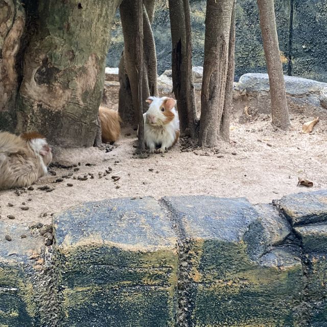 zoo negara