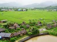 Rice Field View in Nan