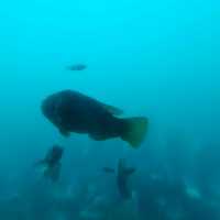 【千葉県】天然の水族館！勝浦海中公園展望台°･🐠
