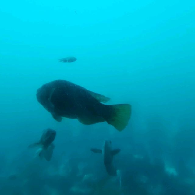 【千葉県】天然の水族館！勝浦海中公園展望台°･🐠