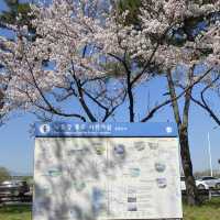 Samnak Ecological Park จุดชมซากุระสวยในปูซาน