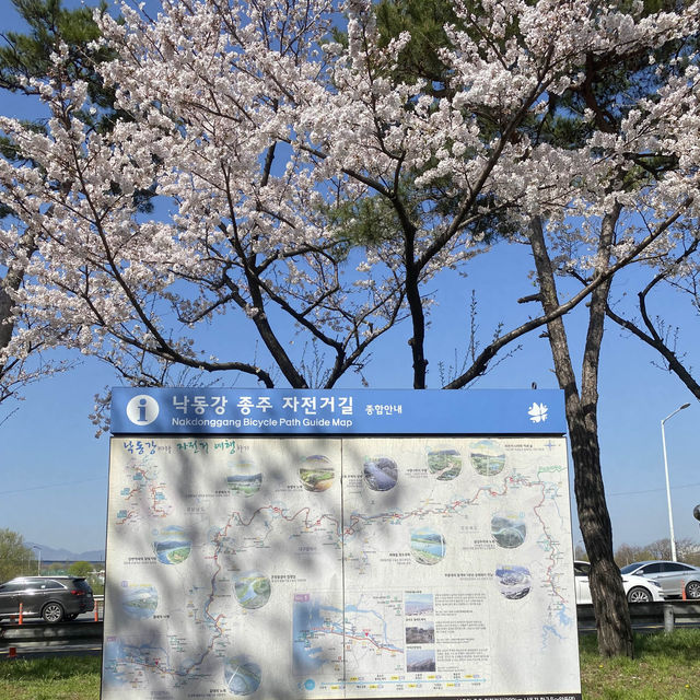 Samnak Ecological Park จุดชมซากุระสวยในปูซาน