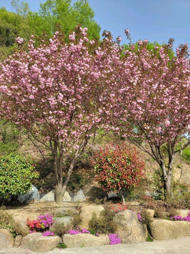 겹벚꽃이 예쁘게 핀 유럽풍카페🌸