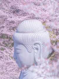 奈良樱花大佛：春日裏的靈魂洗禮