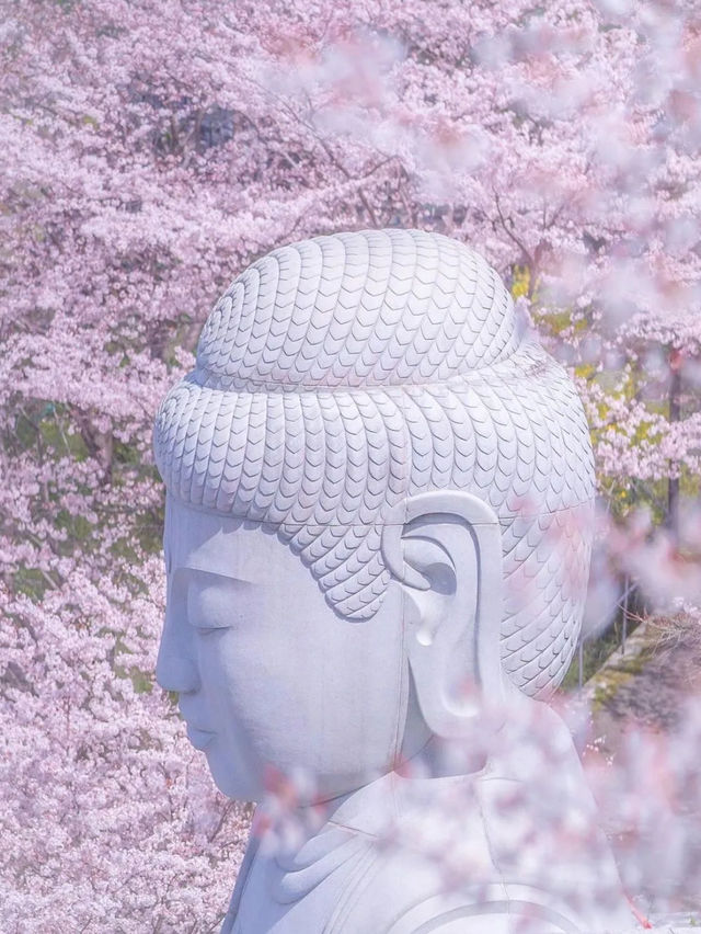 奈良樱花大佛：春日裏的靈魂洗禮