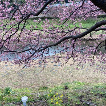 2026 Minamiizu ] Festival of cherry blossom and rapa flowers in