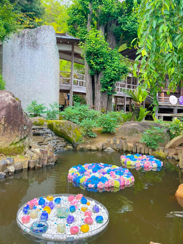 【茨城】紫陽花の水中花が絶景すぎる💙一度は行きたいあじさい寺