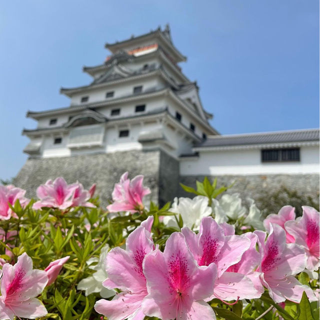 【佐賀観光】唐津城の藤の花を愛でに。。。