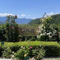 【長野県/高遠　約270種類のバラが咲く丘の上のローズガーデン🌹】