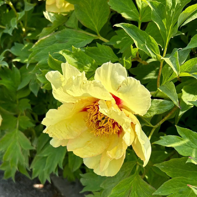 【日本】萬葉植物園：自然美景，充實愉快時光