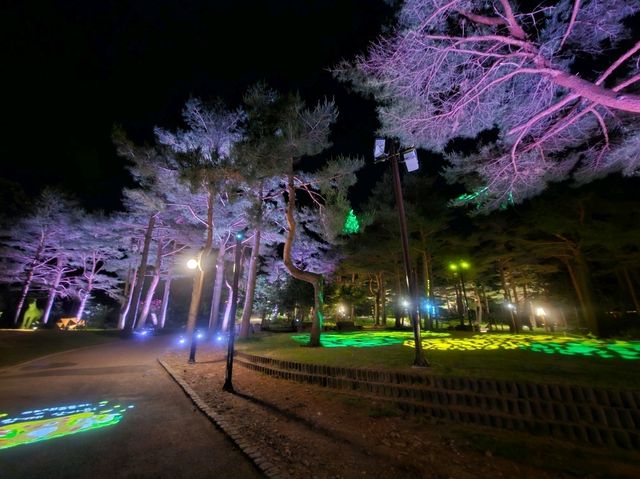 A night visit to Solhyang Pine Tree Arboretum