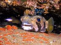 เรียนดำน้ำลึกกับ Koh Tao Scuba Club