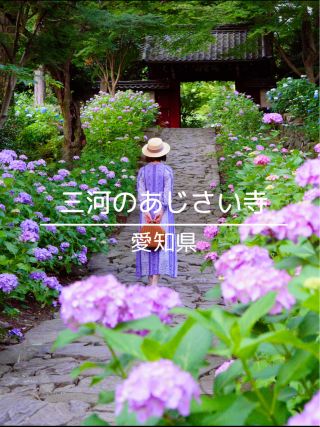 The atmospheric hydrangea temple in Mikawa😌💠 Honkoji Temple💠☺️ Aichi Prefecture
