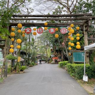 民雄金桔觀光工廠 🖌 品嚐各式金桔🍊製品