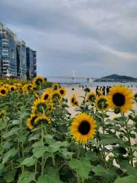 광안리해변 해바라기가 만개했어요🌻