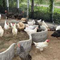 The Life Garden Boutique Farmstay จ.เพชรบุรี