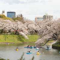 東京- 畫面最豐富的賞櫻地方
