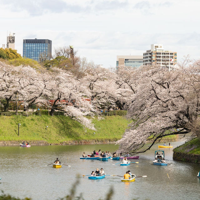 東京- 畫面最豐富的賞櫻地方