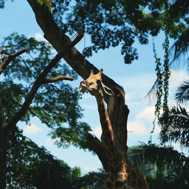 新加坡動物園：熱帶雨林奇幻之旅