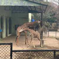 新加坡動物園：熱帶雨林奇幻之旅