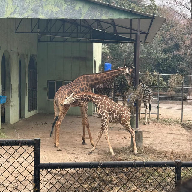 新加坡動物園：熱帶雨林奇幻之旅
