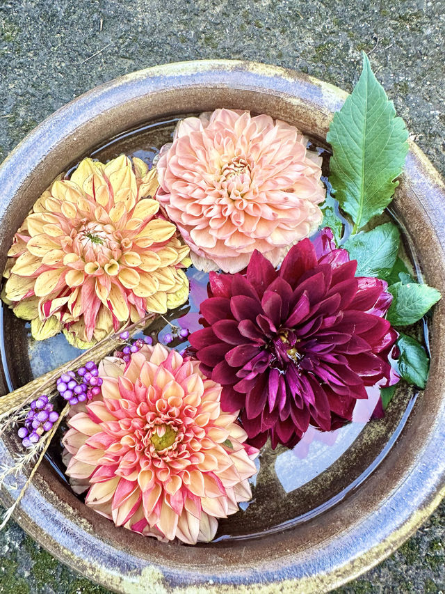 〜東京都〜穴場！秋のお花見スポット🍂上野ダリア展