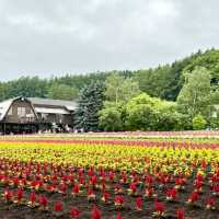 富良野富田農場-參觀彩虹般夢幻的拼布花田，北海道必到景點