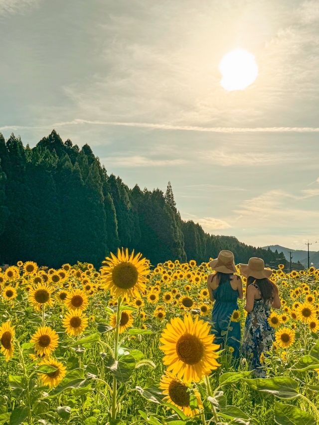 【福井】道中に見つけた、ひまわり畑