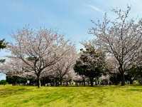 🇯🇵 福岡🌸 粉紅櫻花和藍色花的完美組合 💙💗