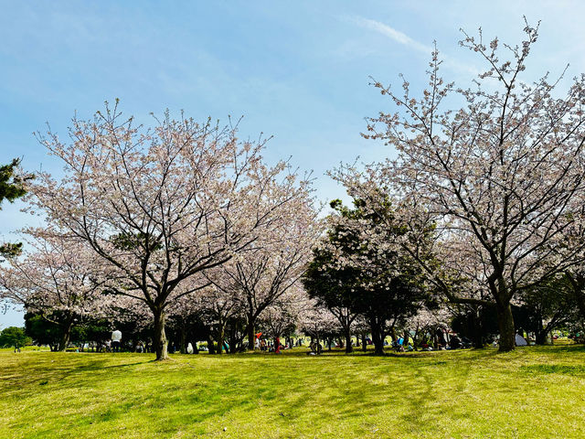🇯🇵 福岡🌸 粉紅櫻花和藍色花的完美組合 💙💗